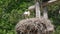 White stork in a nest in nature France, Alsace. Little storks, cubs in the nest