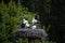 White Stork on nest (storks returning to their nests in the spring months) - together with their two baby storks