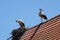 White Stork and nest on top of refurbished wooden houses in european stork village Cigoc, Croatia