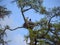 White stork nests and storks, green larch branches