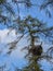 White stork nests and storks, green larch branches