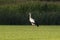 White Stork in a newly mowed meadow