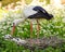 White stork with offspring