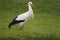 White Stork; Ooievaar; Ciconia ciconia