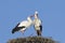 White stork pair