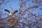 White stork pair building their nest