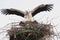 White Stork Pair Mating