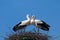 White Stork Pair on nest