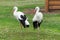White stork pair standing in grass