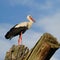 A white stork perched on a tree stump