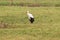 White stork posing in a meadow