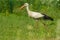 White stork preparing to deliver babies