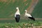White stork rests in the field