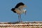 White stork on the roof