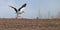 White Stork runs on the ground and to take wing