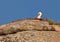 White Stork at itÂ´s rocky nest