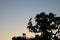 White stork silhouette against the Sunset sky.