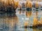 White stork sitting on a lake in late autumn surrounded by reeds , fall season