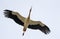 White stork soars with spreaded wings over camera in the light sky