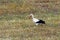 White Stork in Southern Portugal