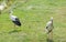 White stork stand on green grass