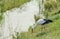 White stork stand on green grass