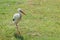 White stork stand on green grass