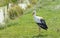 White stork stand on green grass