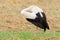 White Stork standing in the field. Feather cleaning