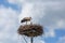 A white stork standing on nest