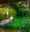 White stork standing on a rock with another stork in the background, common birds of europe