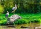 White stork standing on a rock at the water side, common birds of europe