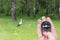 White stork in summer on green grass and round compass in hand