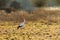 White stork sunset field