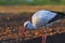 White stork sunset tracks of insects and amphibians