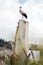 White stork on top of building wall