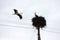 White stork with tree twig in beak returning to his nest