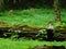 White stork and two Thomson\'s gazelles in the New Zoo in PoznaÅ„, Poland