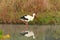 White stork walking, fishing, fishermen and hunt fish on lake in nature. Stork standing in water its natural habitat.