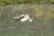 White stork walking, fishing, fishermen and hunt fish on lake in nature. Stork standing in water its natural habitat.