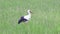 White stork walking in meadow