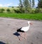 White stork walks around the city. Stork on a background of trees