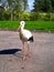 White stork walks around the city. Stork on a background of trees. A stork is looking at the camera