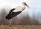 White stork walks in a clear field