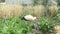 A white stork walks through the garden. A slender bird on a background of greenery. Bird in the garden