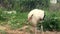 A white stork walks through the garden. A slender bird on a background of greenery. Bird in the garden