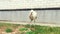 A white stork walks through the garden. A slender bird on a background of greenery. Bird in the garden