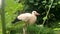 A white stork walks through the garden. A slender bird on a background of greenery. Bird in the garden