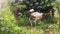 A white stork walks through the garden. A slender bird on a background of greenery. Bird in the garden