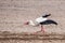 A white stork walks in spring on a freshly plowed field
